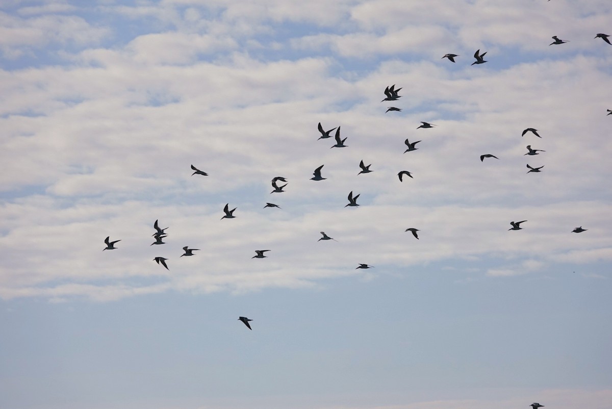 Black Skimmer - ML646683469