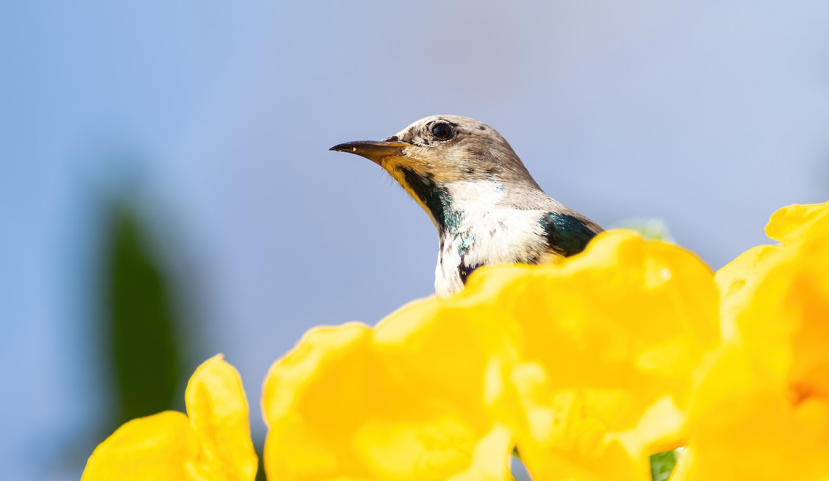 Nile Valley Sunbird - ML646683472