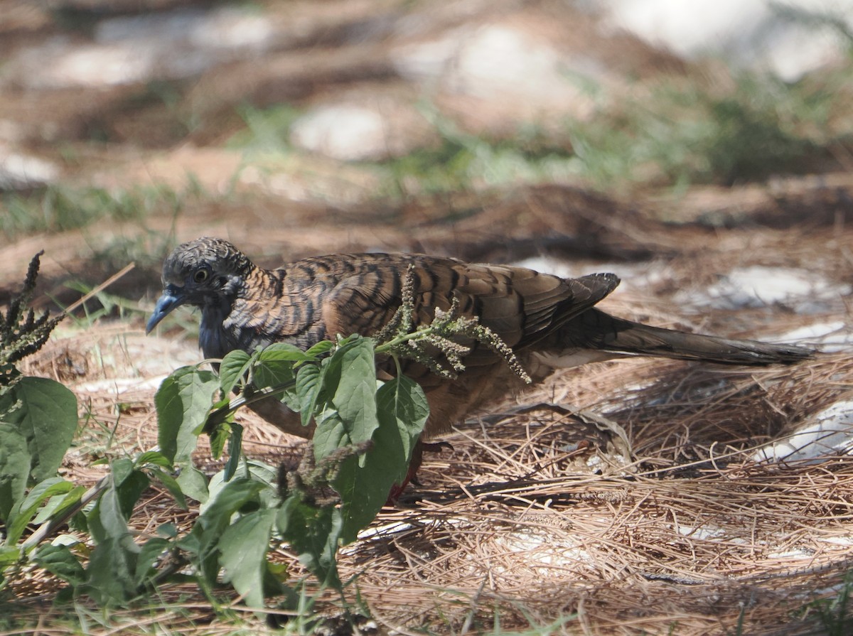 Bar-shouldered Dove - ML646683478