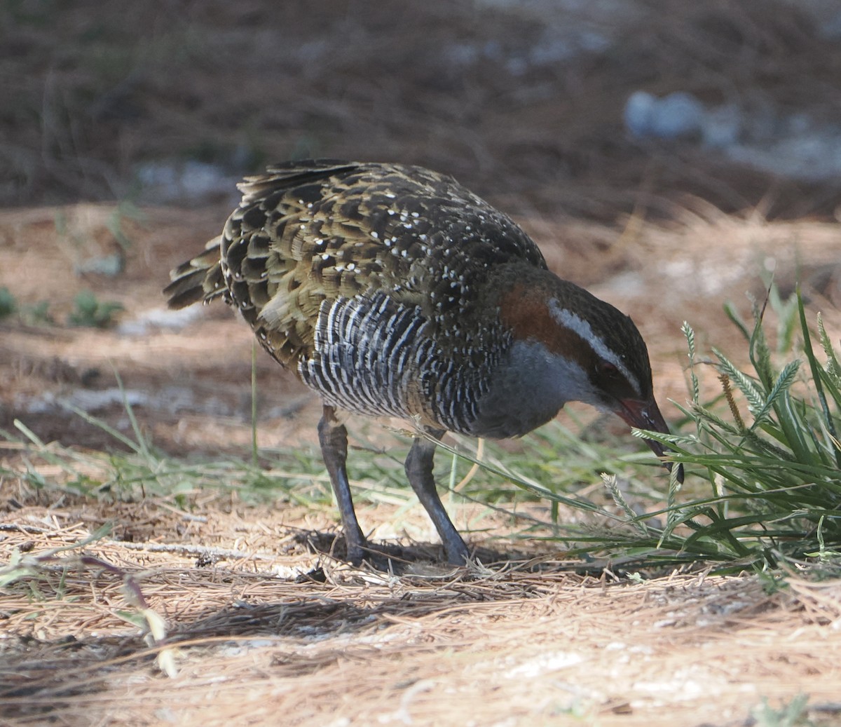 Buff-banded Rail - ML646683479