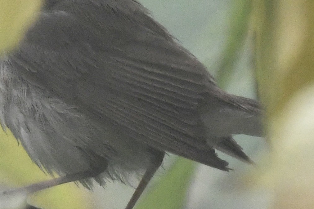 Common Reed Warbler - ML646683481