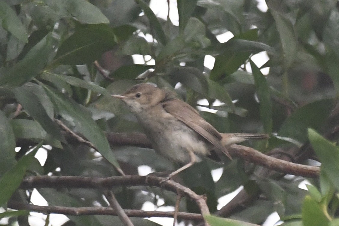 Common Reed Warbler - ML646683482