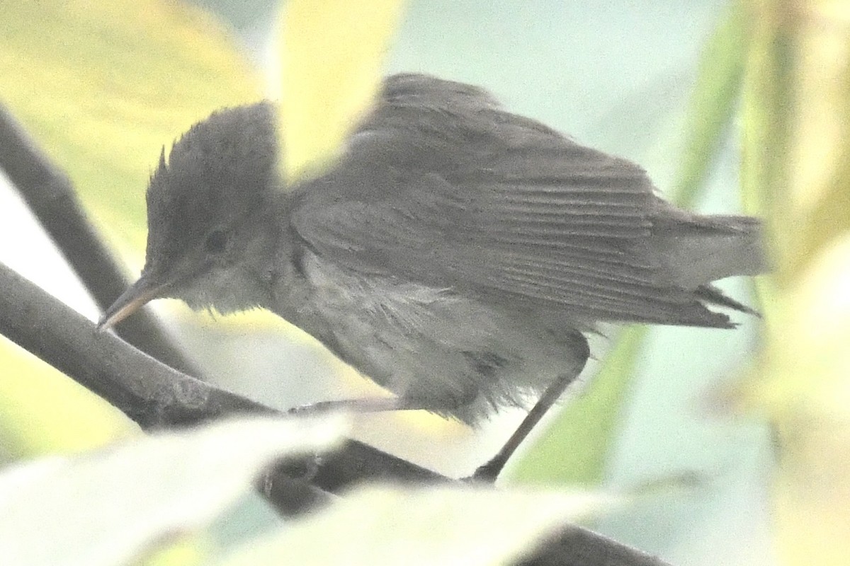 Common Reed Warbler - ML646683483