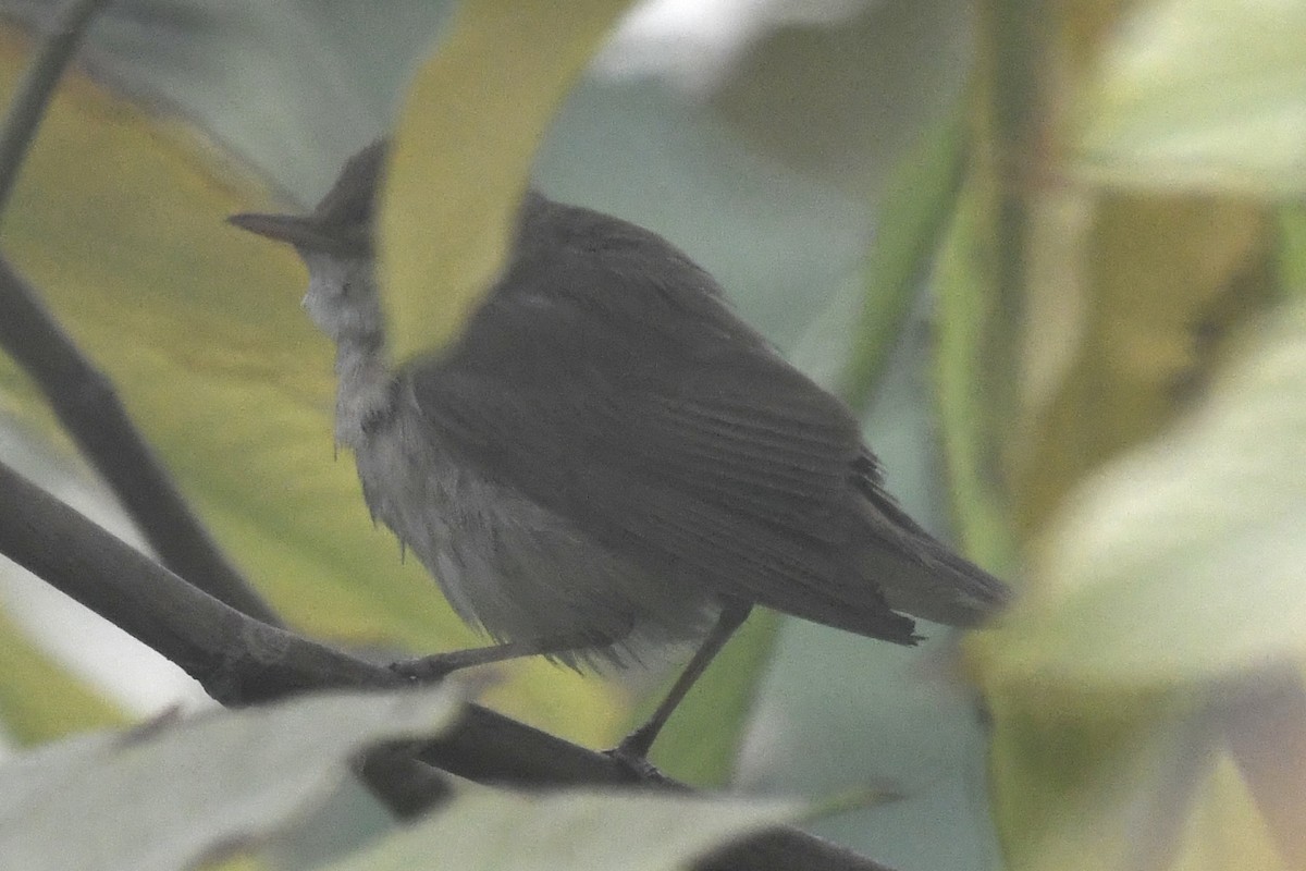 Common Reed Warbler - ML646683484