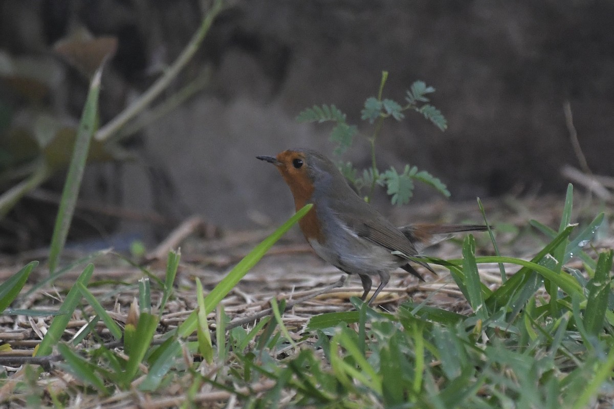 European Robin - ML646683485