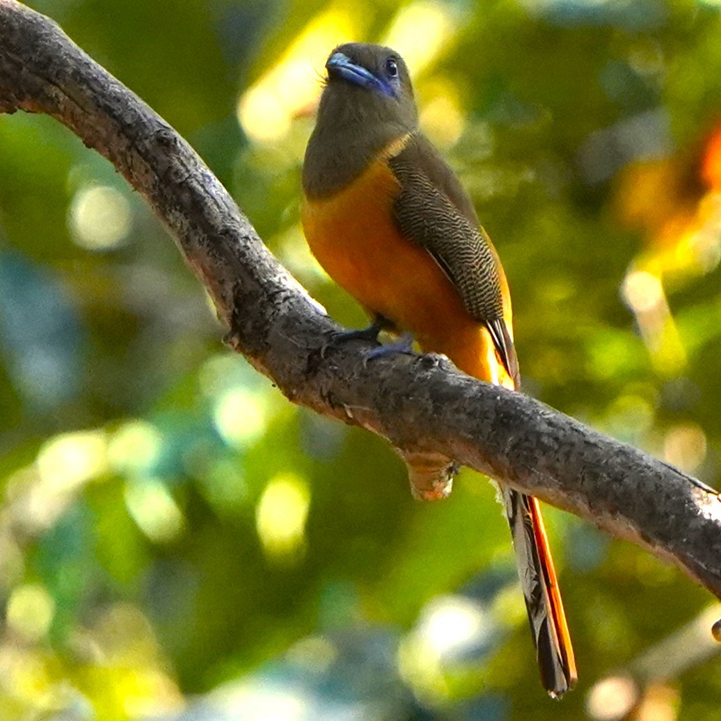 Malabar Trogon - ML646683486