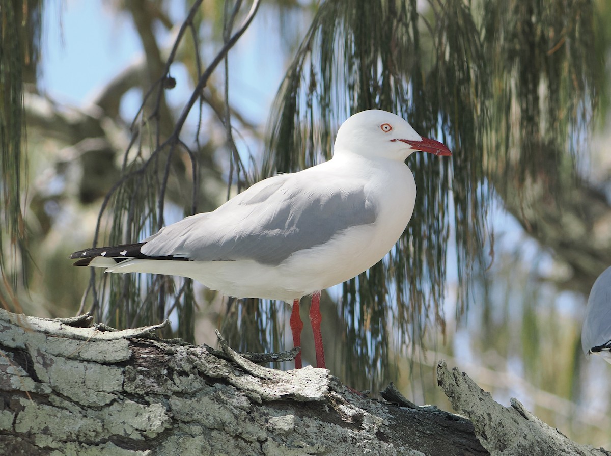 Silver Gull - ML646683489