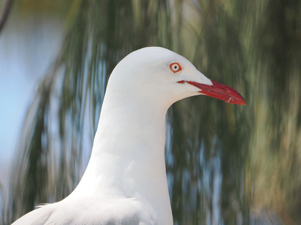Silver Gull - ML646683490