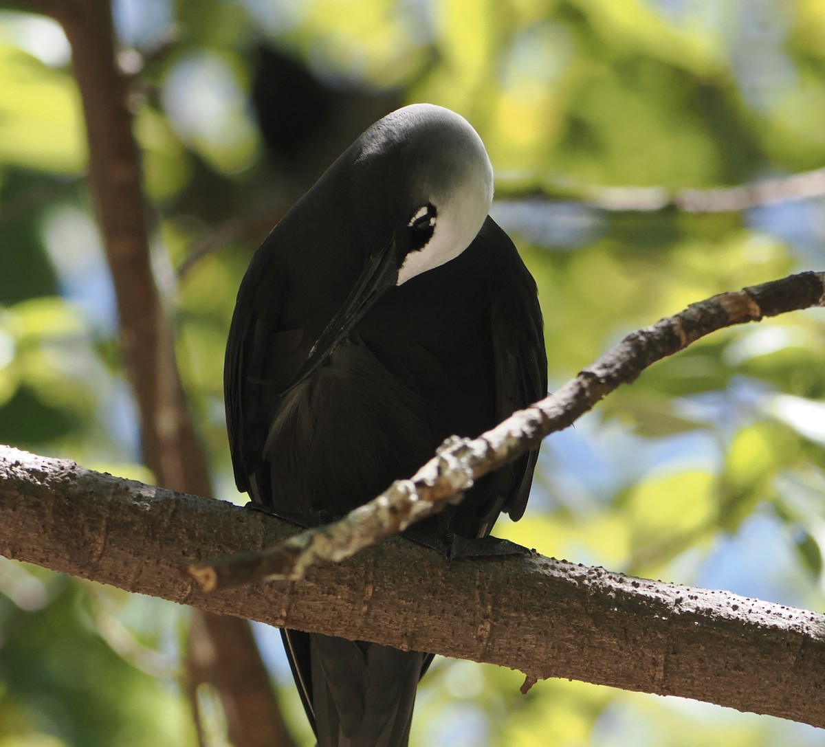 svartnoddy - ML646683491