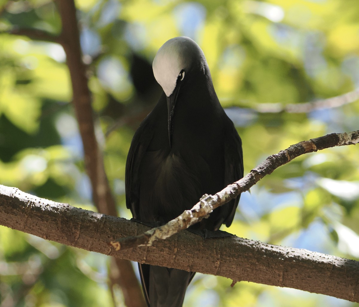 svartnoddy - ML646683492