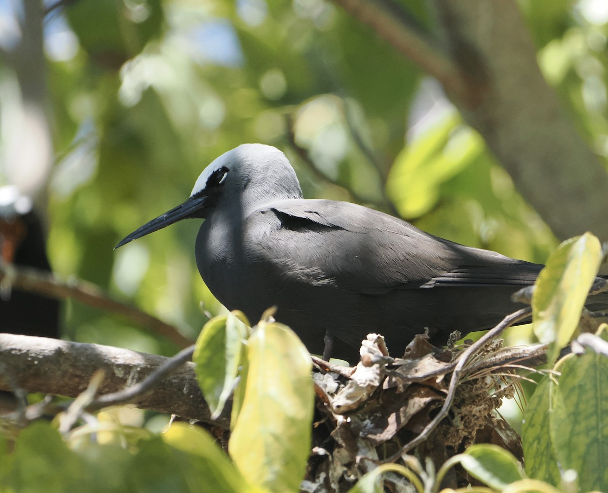 svartnoddy - ML646683493