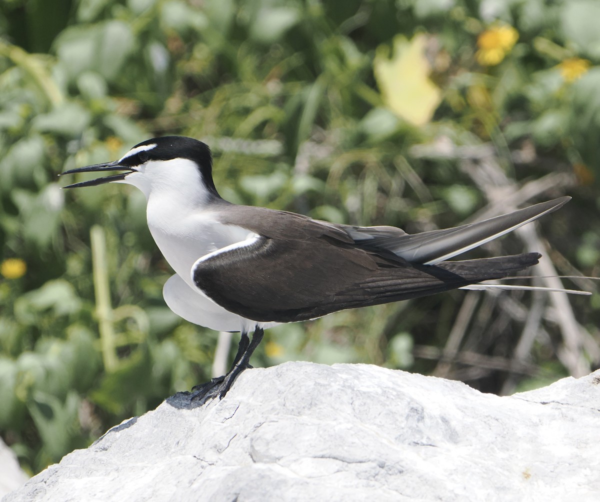 Bridled Tern - ML646683495