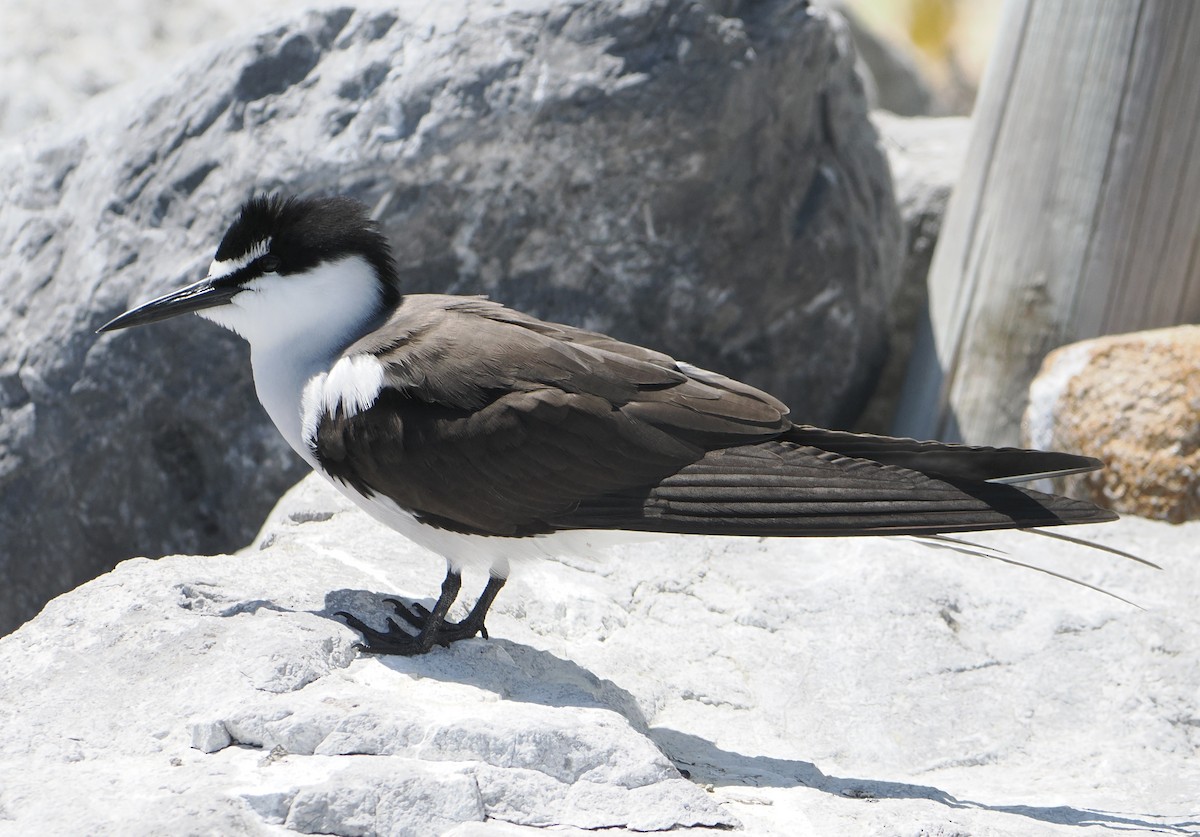 Bridled Tern - ML646683496