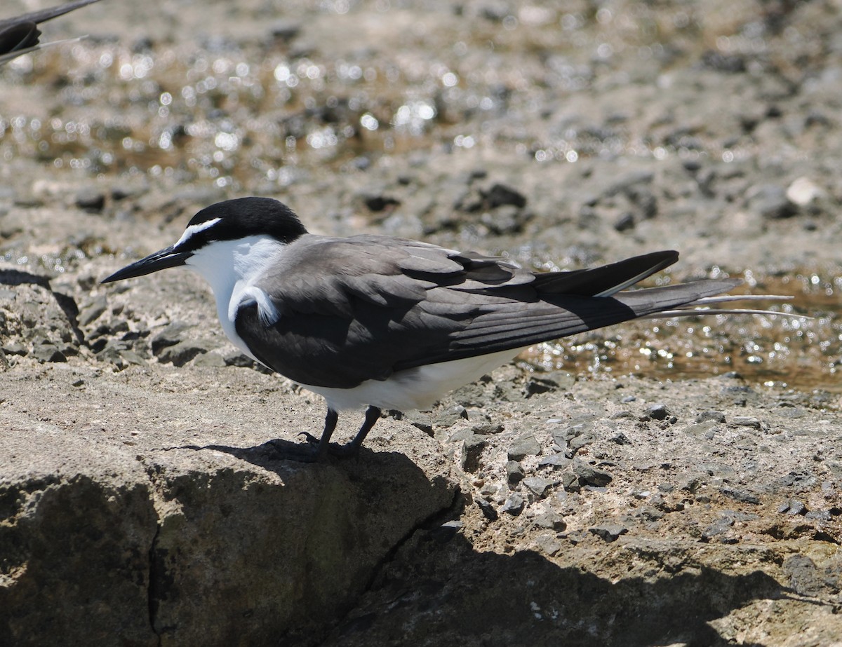Bridled Tern - ML646683497