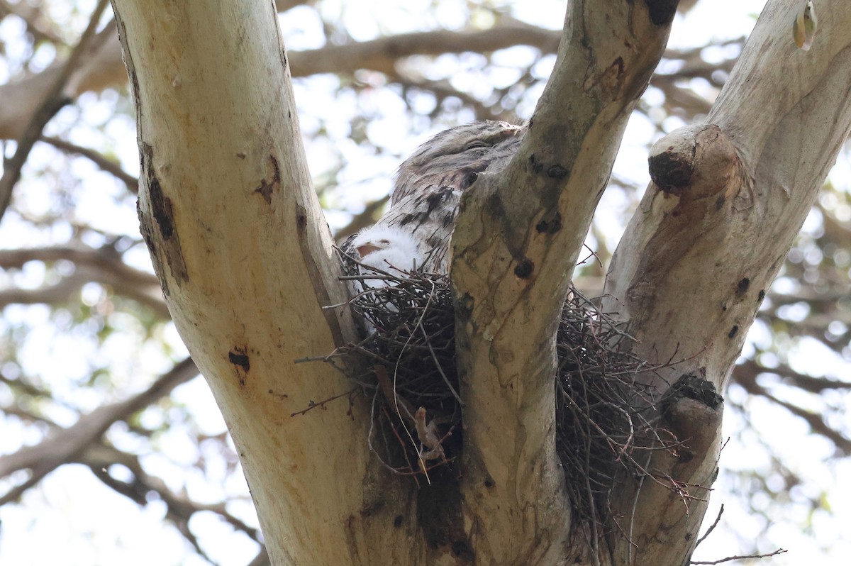 オーストラリアガマグチヨタカ - ML646683498