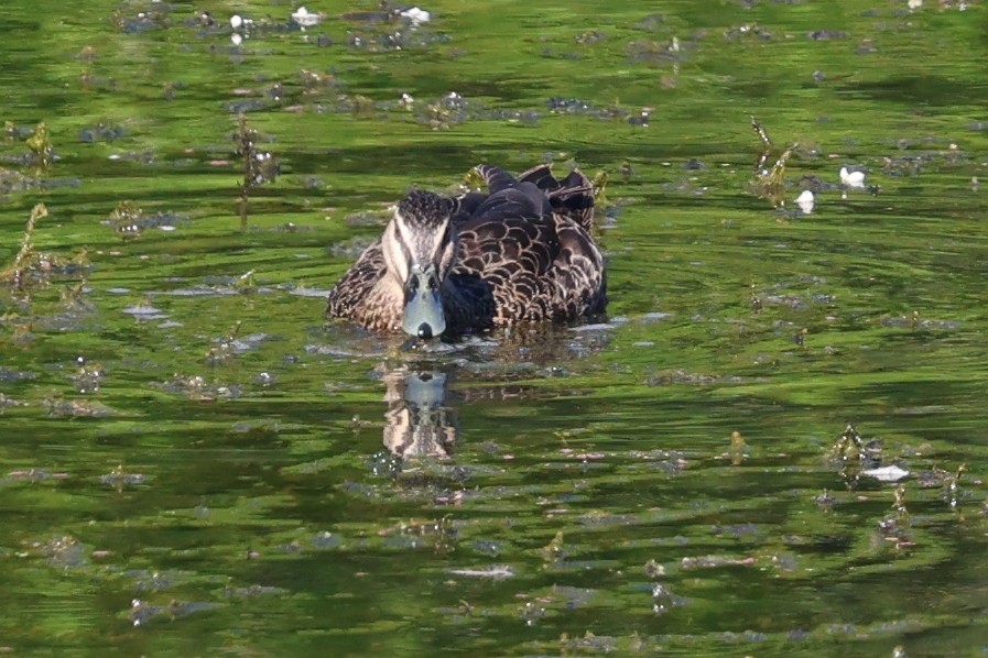 Pacific Black Duck - ML646683512