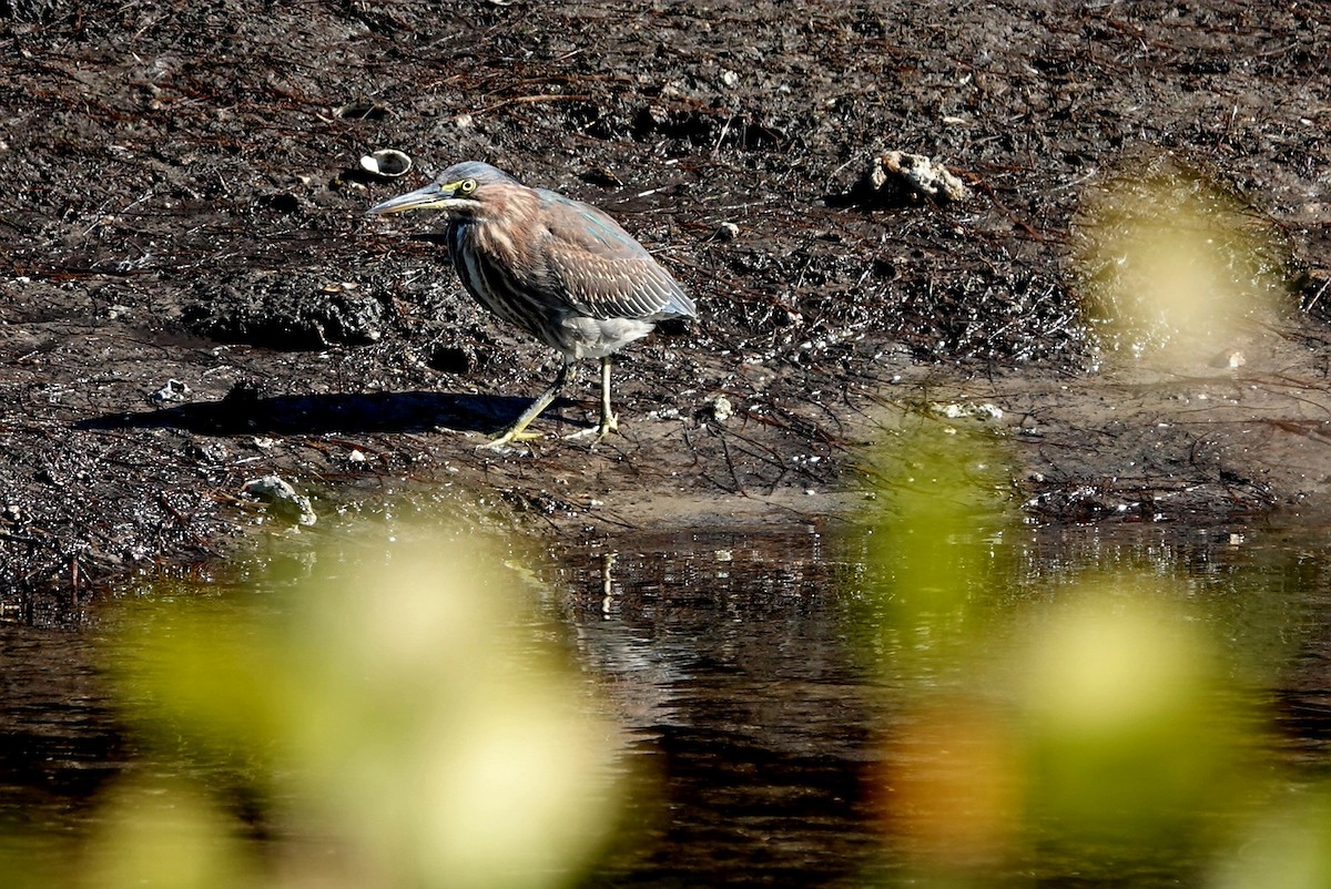 Green Heron - ML646683514