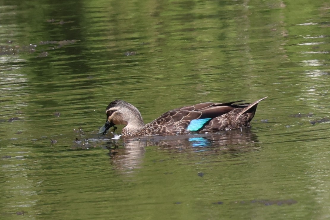 Pacific Black Duck - ML646683518