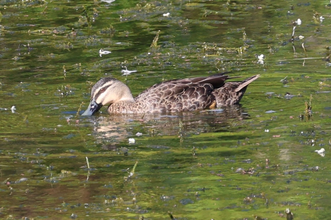 Pacific Black Duck - ML646683523