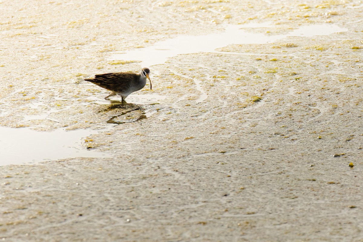 Polluela Cejiblanca - ML646683524