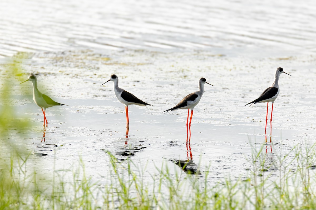 Black-winged Stilt - ML646683525