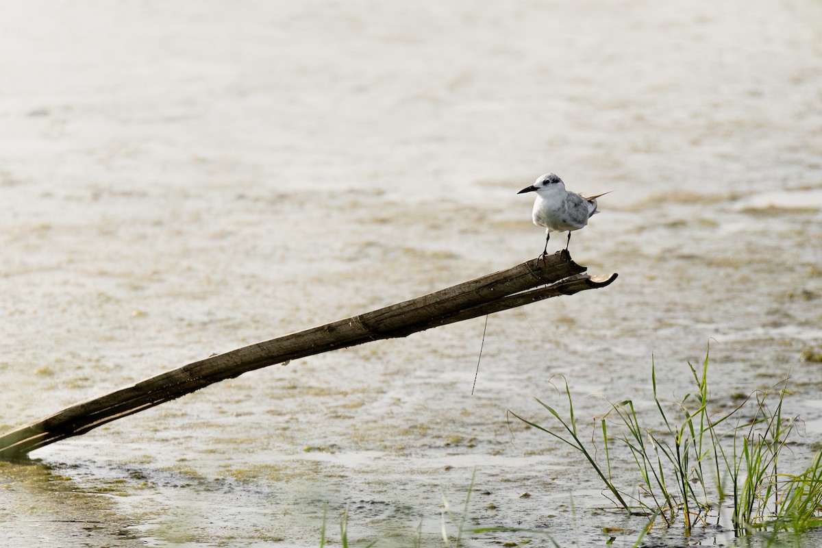 Whiskered Tern - ML646683528