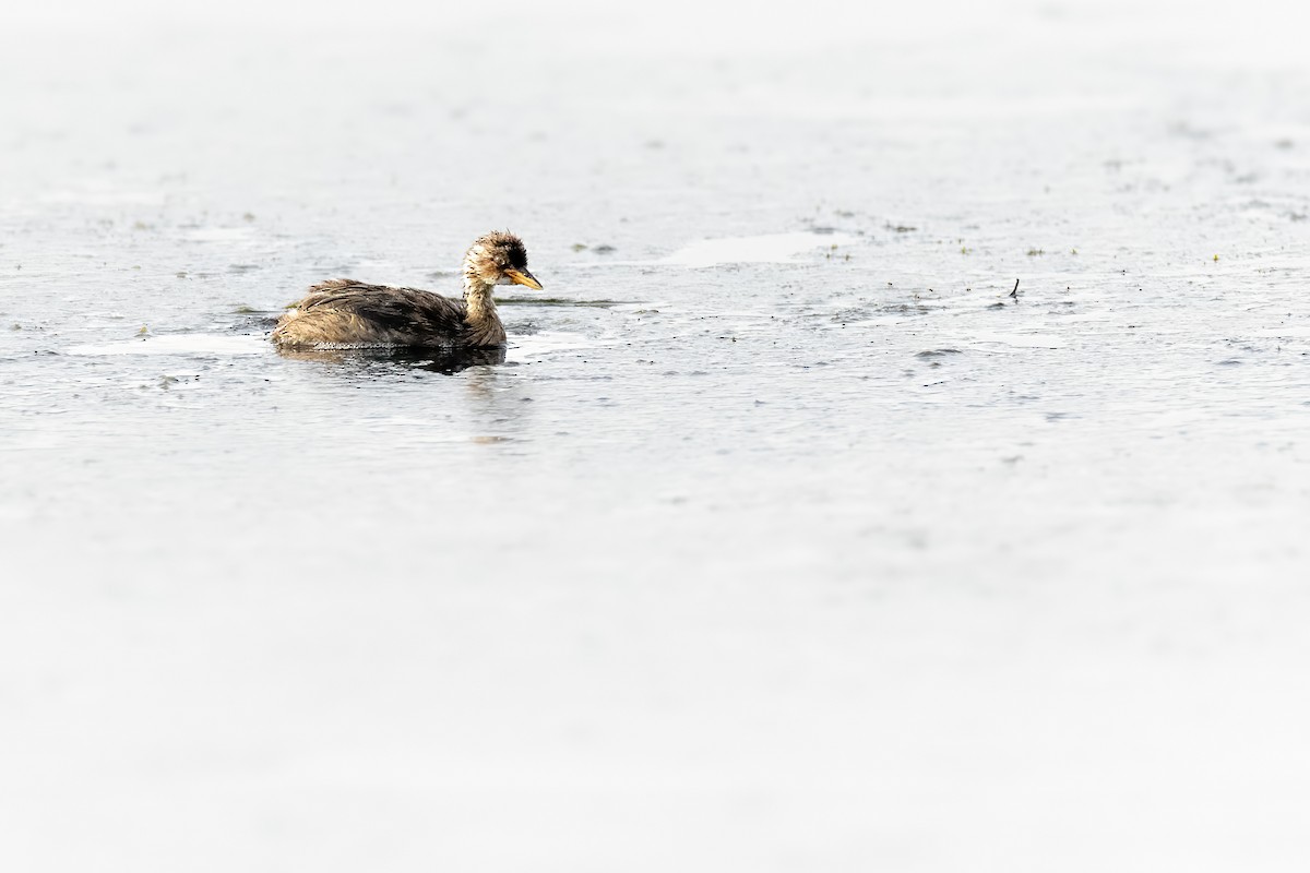Little Grebe - ML646683529