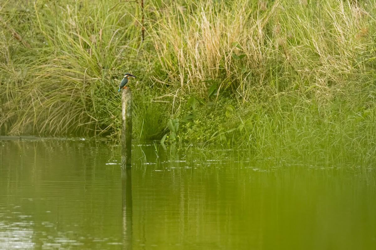 Common Kingfisher - ML646683530