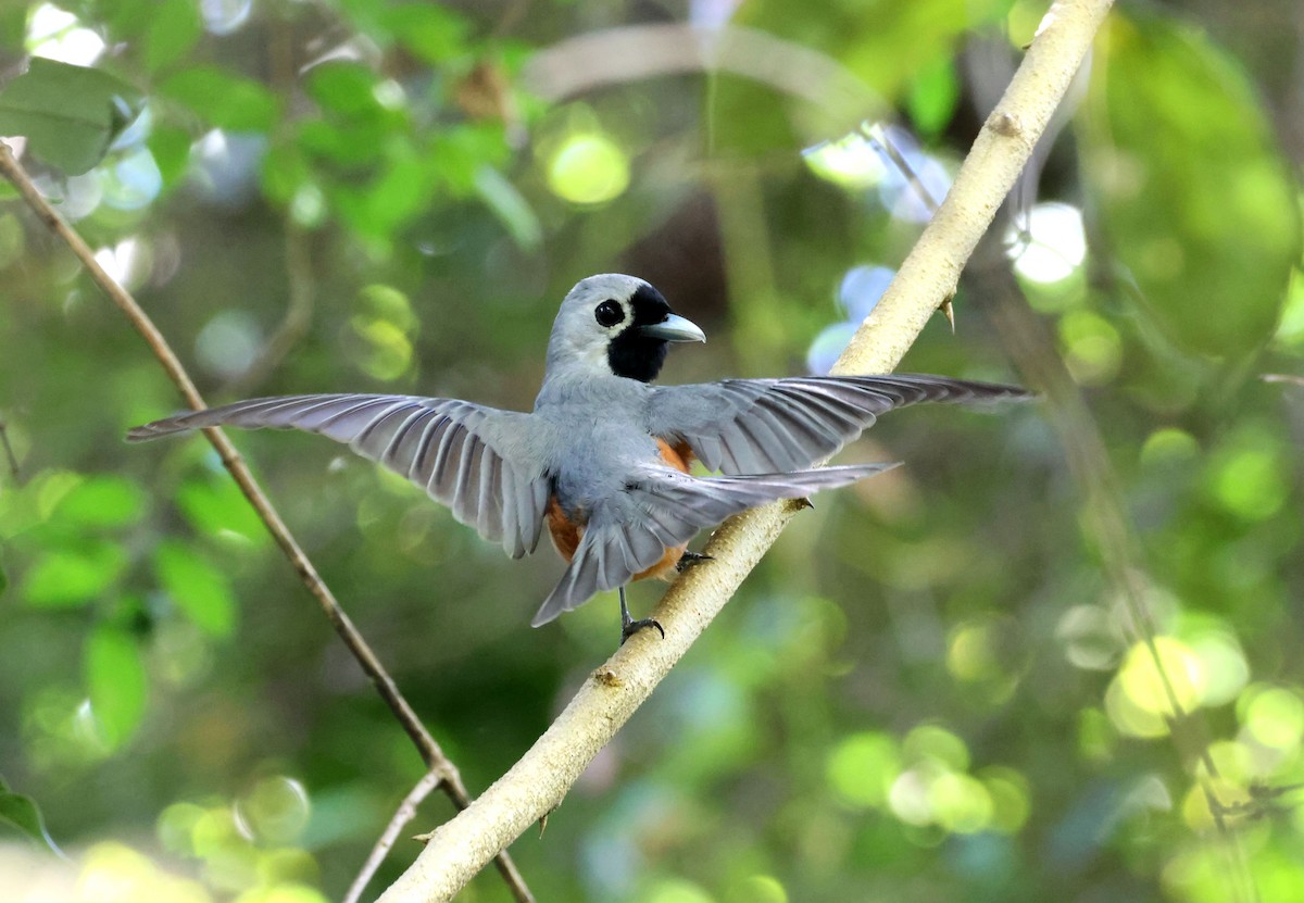 Black-faced Monarch - ML646683531