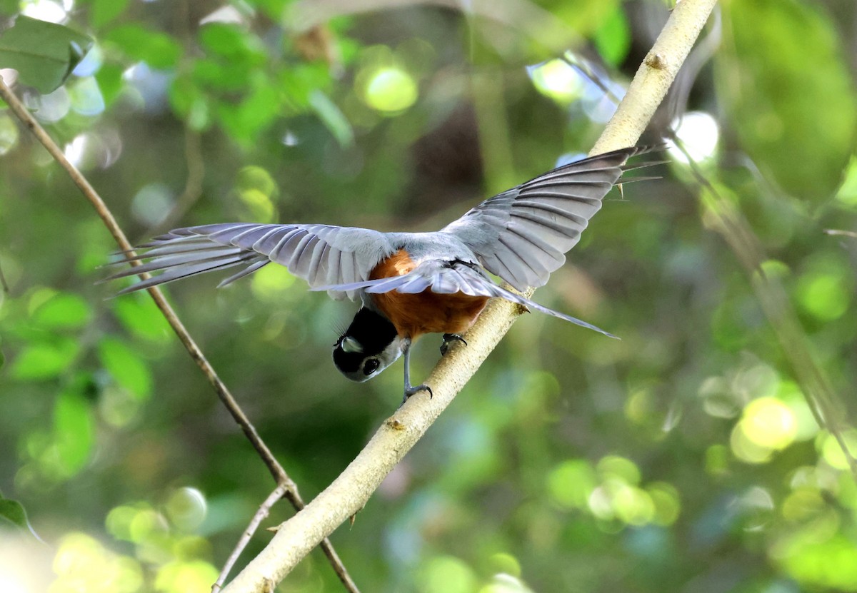Black-faced Monarch - ML646683532