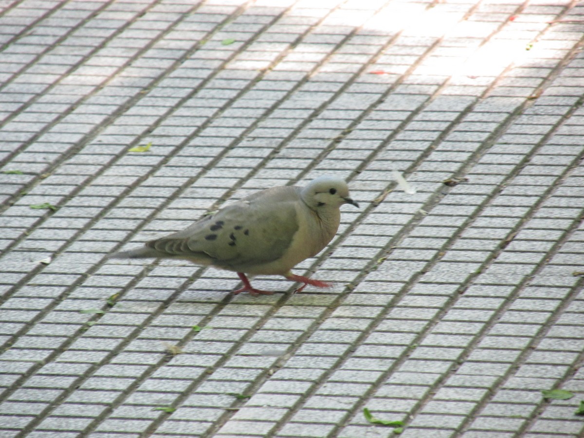 Eared Dove - ML646683533