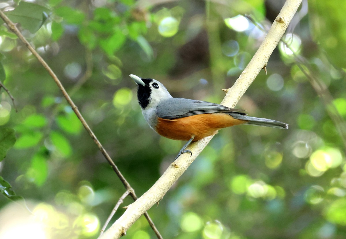 Black-faced Monarch - ML646683534