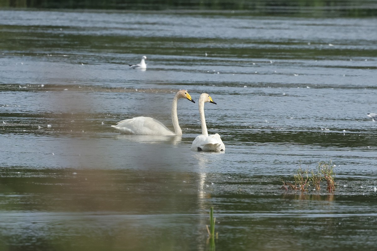 Whooper Swan - ML646683535