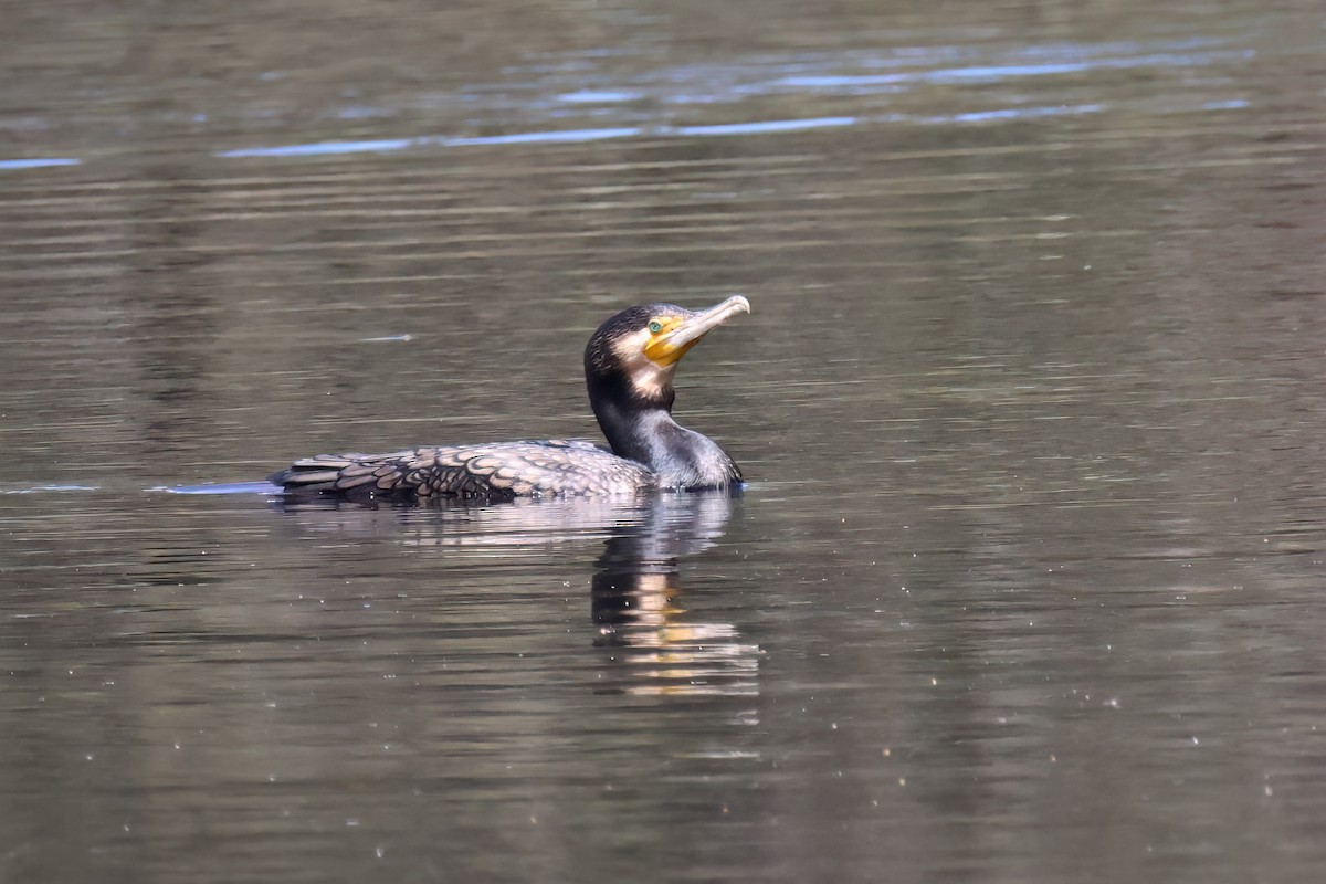 Great Cormorant - ML646683536