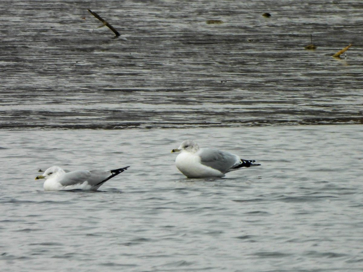 Ring-billed Gull - ML646683537