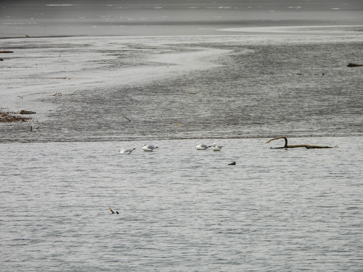 Ring-billed Gull - ML646683538