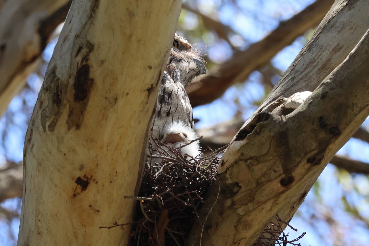 Tawny Frogmouth - ML646683545