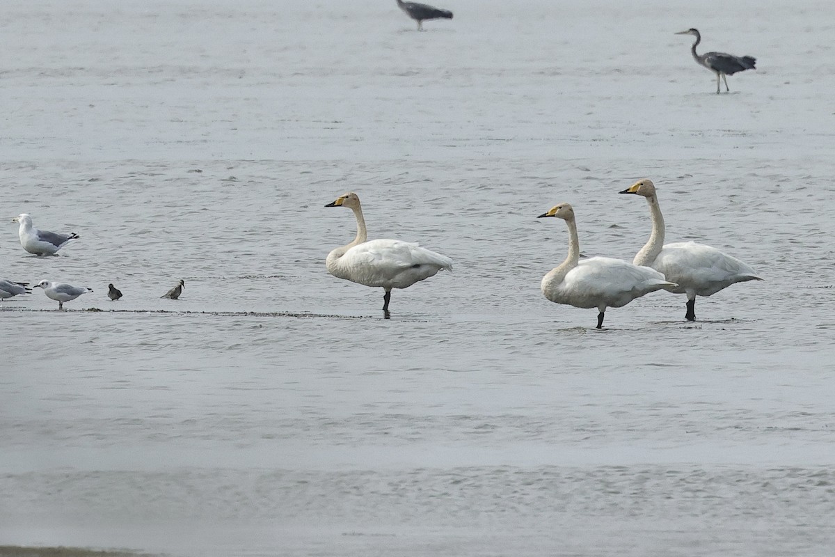 Whooper Swan - ML646683546