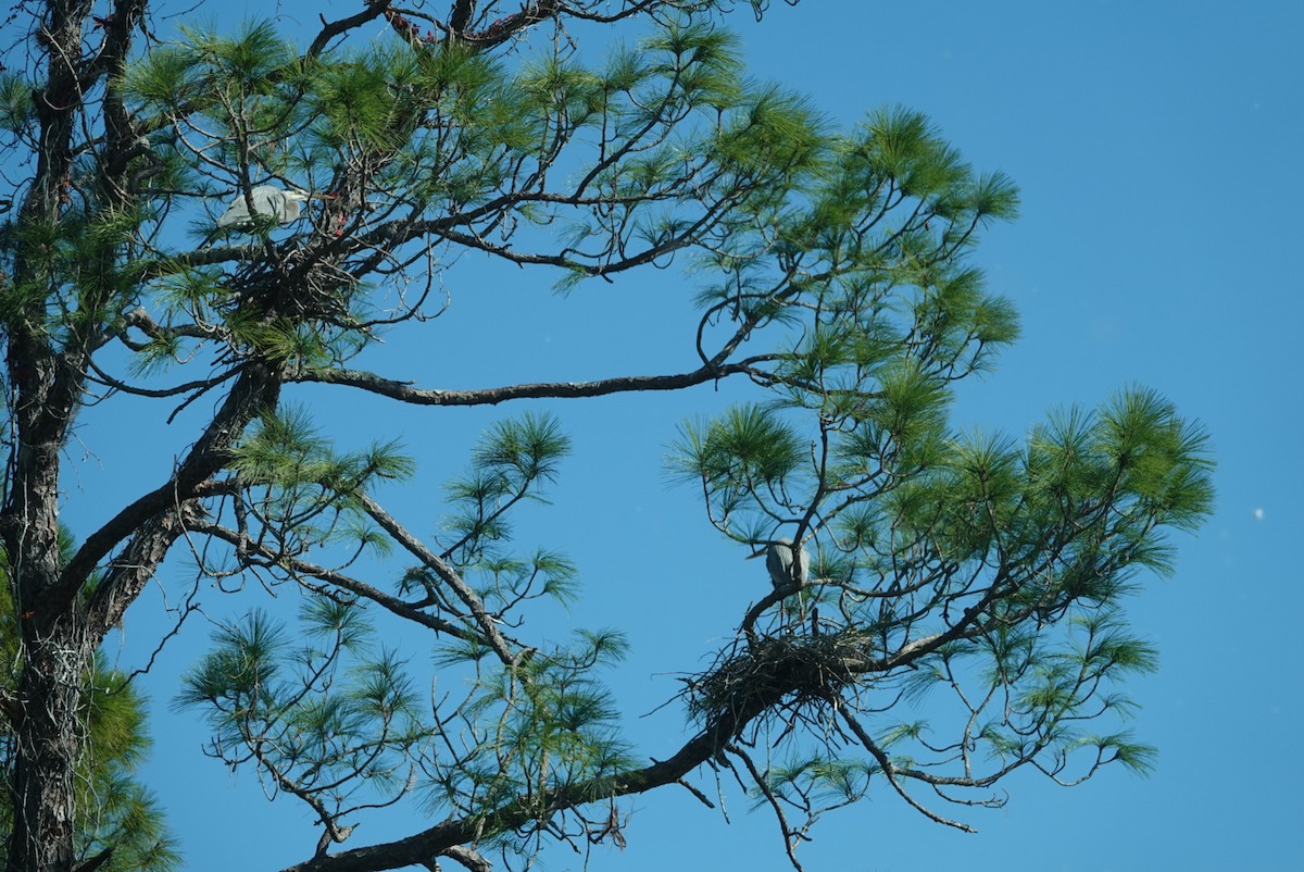 Great Blue Heron - ML646683547