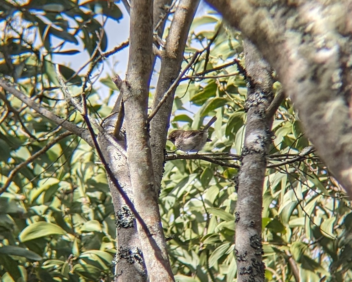 Hawaii Elepaio - ML646683548