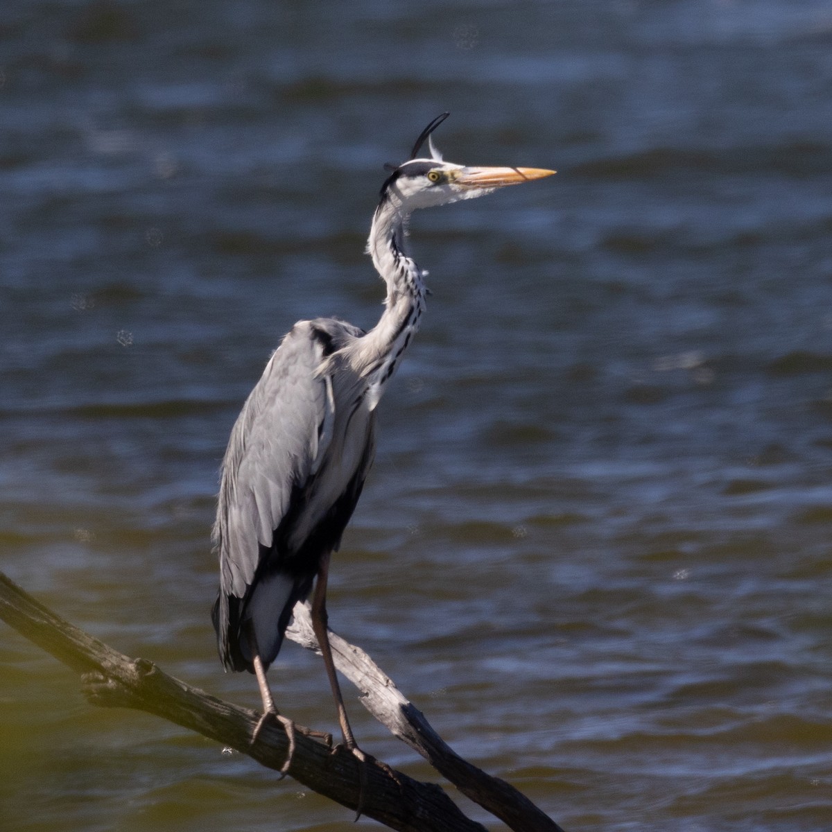 Gray Heron - ML646683550