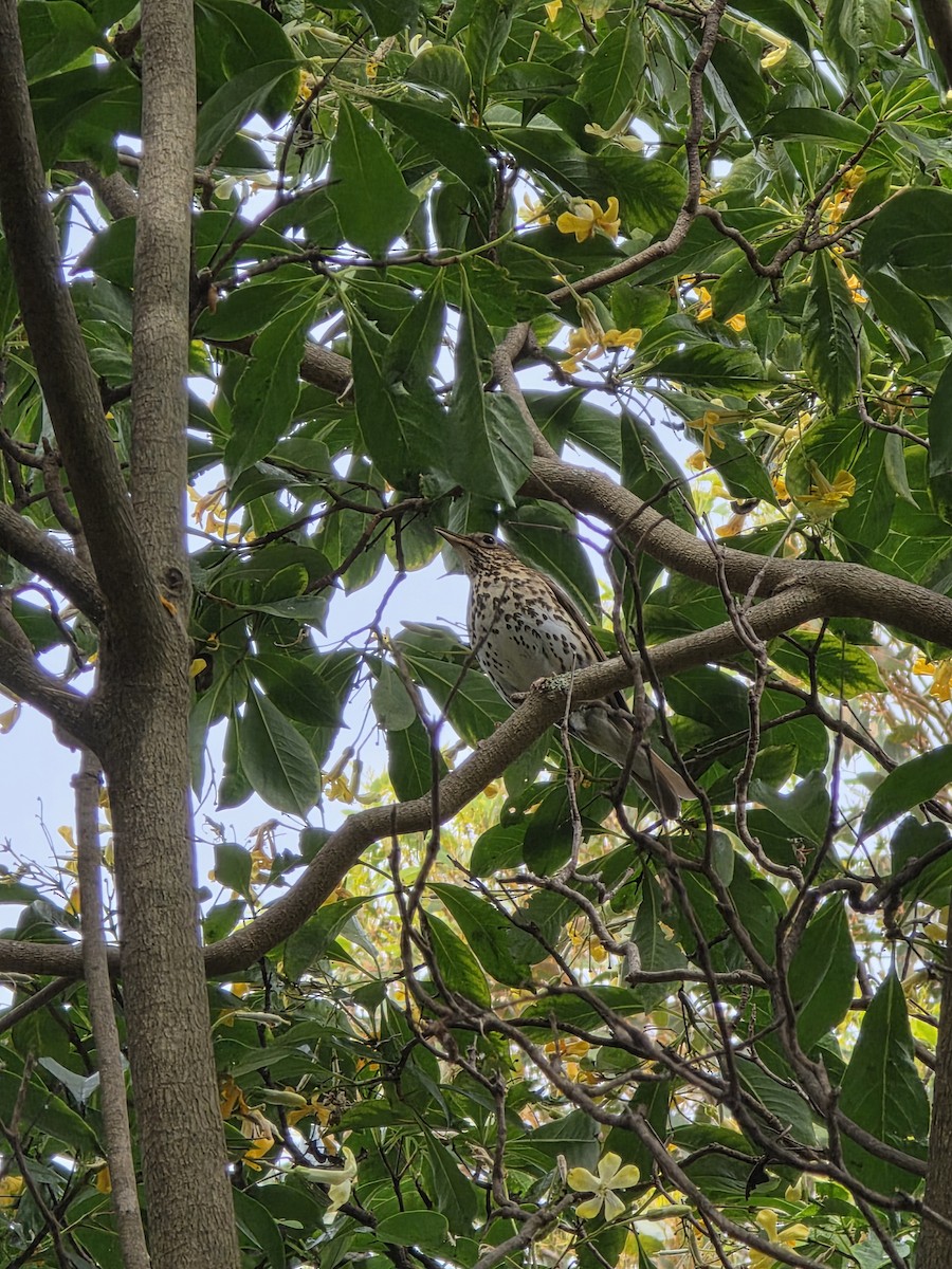 Song Thrush - ML646683552