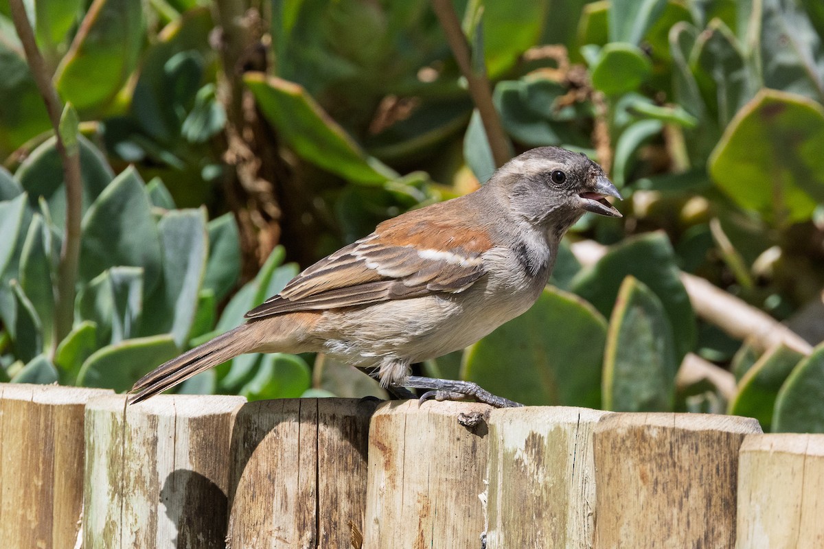 Cape Sparrow - ML646683555