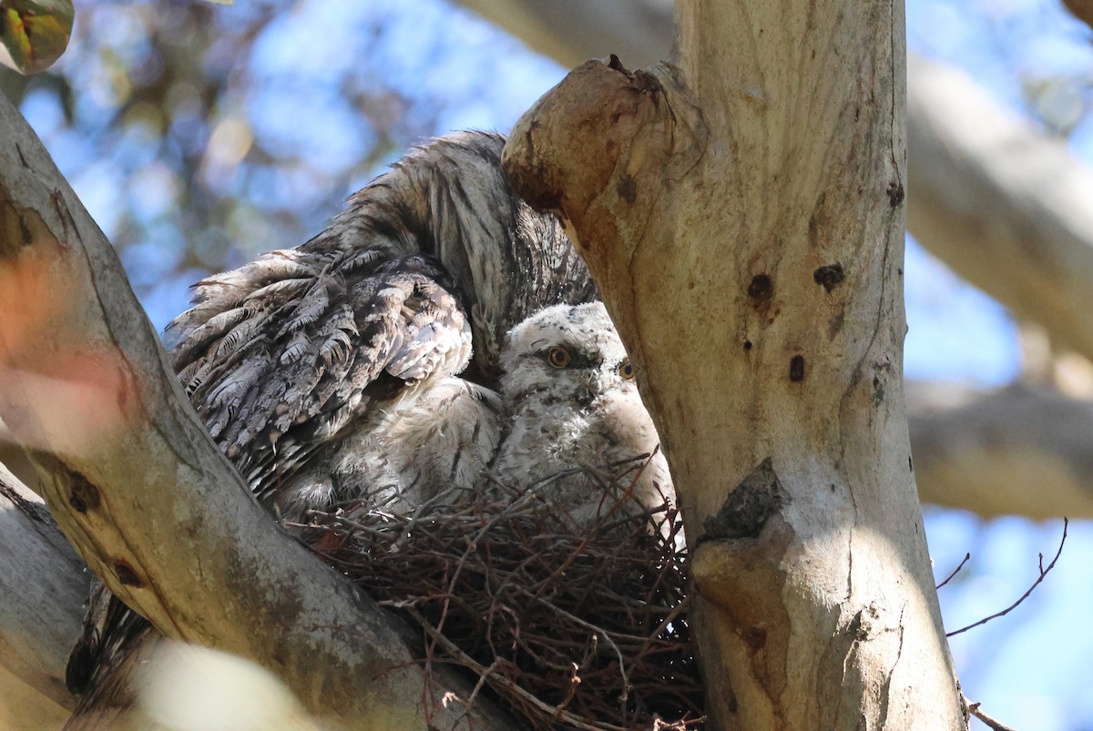 Tawny Frogmouth - ML646683557