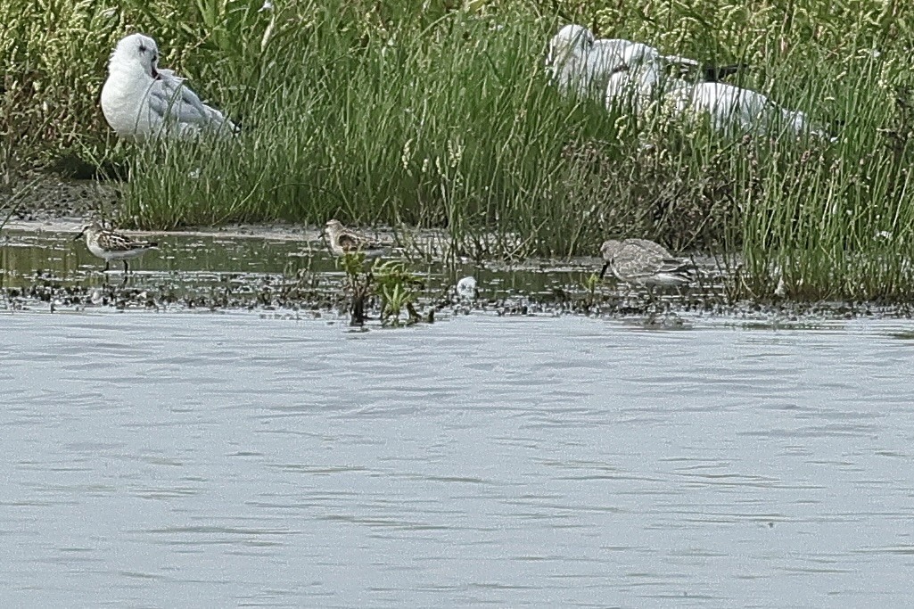 Little Stint - ML646683558