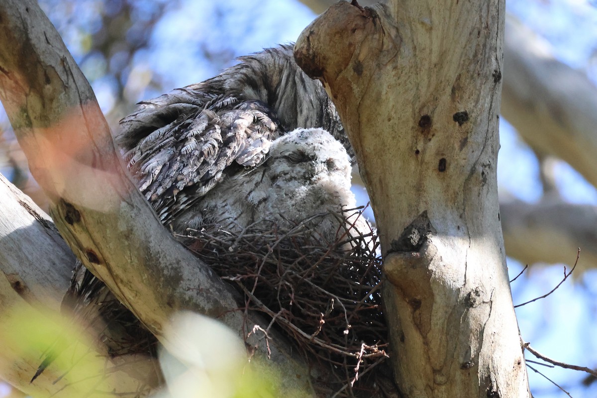 Tawny Frogmouth - ML646683559