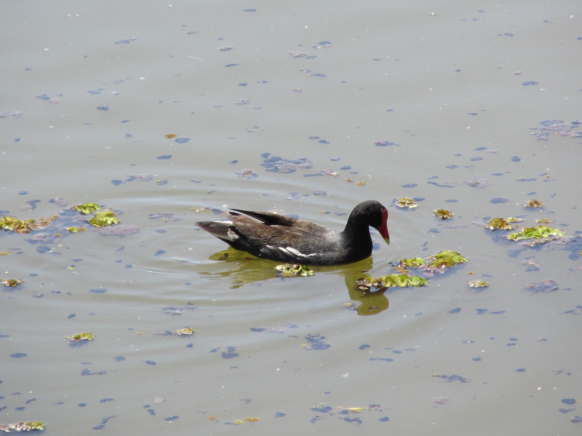 Common Gallinule - ML646683563