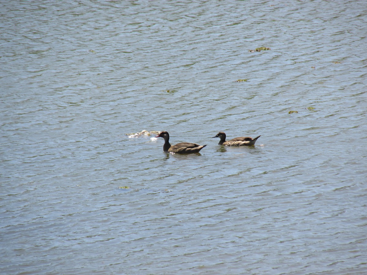 Brazilian Teal - ML646683564