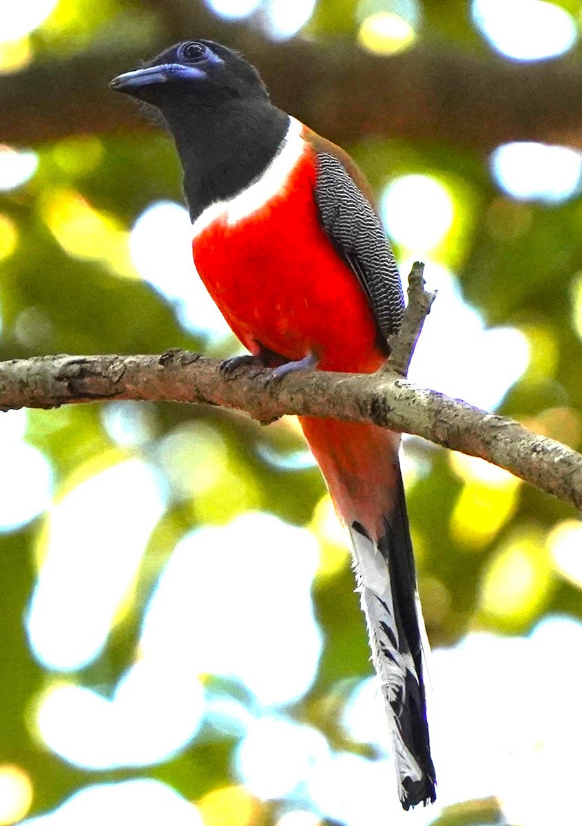 Malabar Trogon - ML646683568