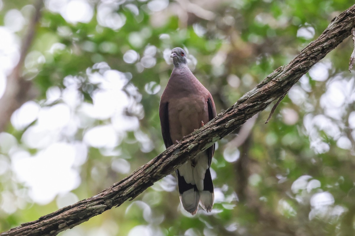 Malagasy Turtle-Dove - ML646683580